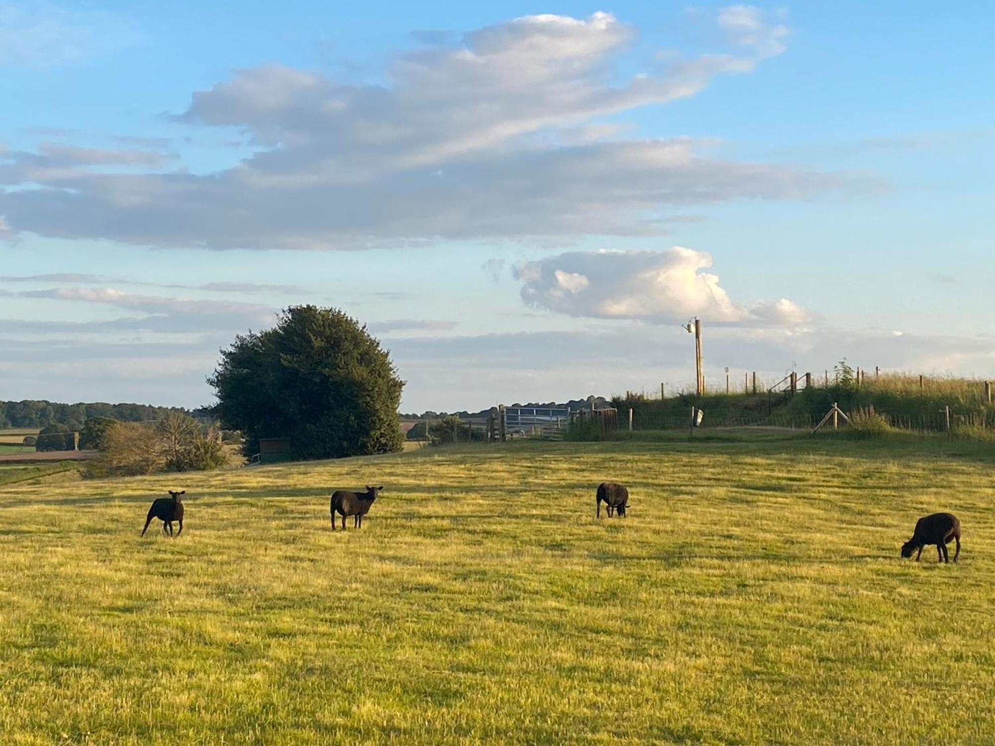 The Little John Petite Cosy Log Cabin - Sleeps 2, Great For Romantic Breaks, Couples, Single Guests, Near Sherwood Forest At Fairview Farm, Nottingham Set In 88 Acres Blidworth Luaran gambar