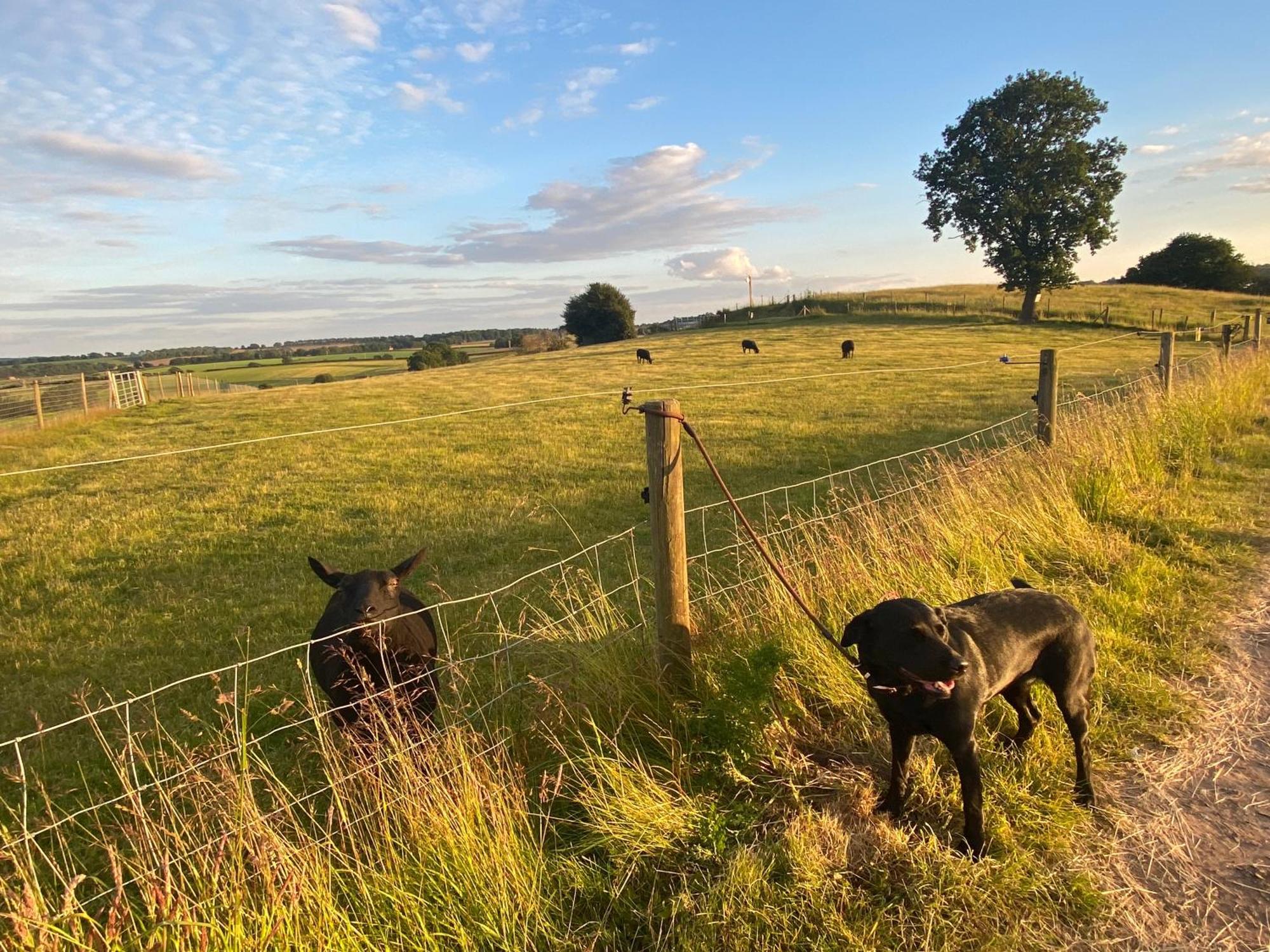 The Little John Petite Cosy Log Cabin - Sleeps 2, Great For Romantic Breaks, Couples, Single Guests, Near Sherwood Forest At Fairview Farm, Nottingham Set In 88 Acres Blidworth Luaran gambar